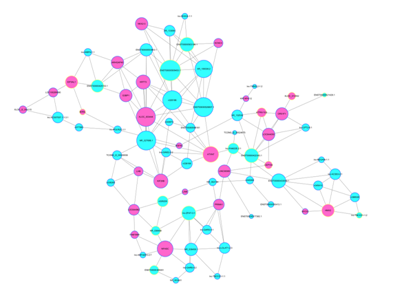 通過關鍵 lncRNA 的共表達 mRNA 預測出其功能