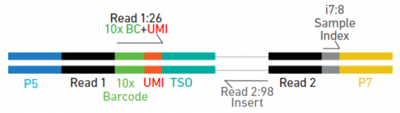 5’gene expression 文庫構建單細胞測序