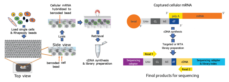 單細胞 RNA 測序 BDRhapsody 技術原理