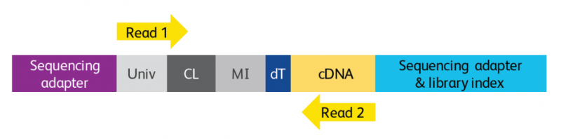 BD Rhapsody 單細胞 RNA 測序基因表達文庫示意圖