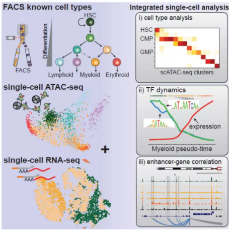 聯合 scATAC-seq 與 scRNA-seq 研究造血分化