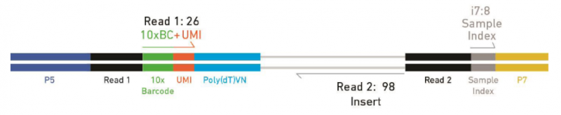 10X Genomics 3’gene expression 文庫示意圖