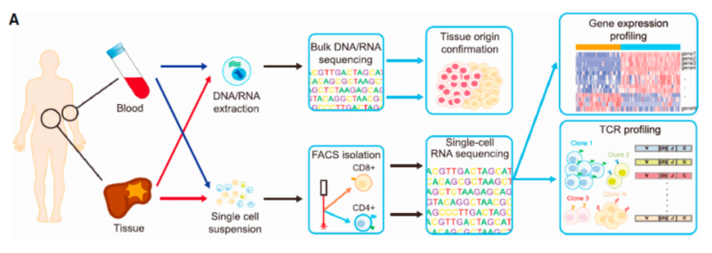 單細胞 RNA 測序應用：腫瘤微環境