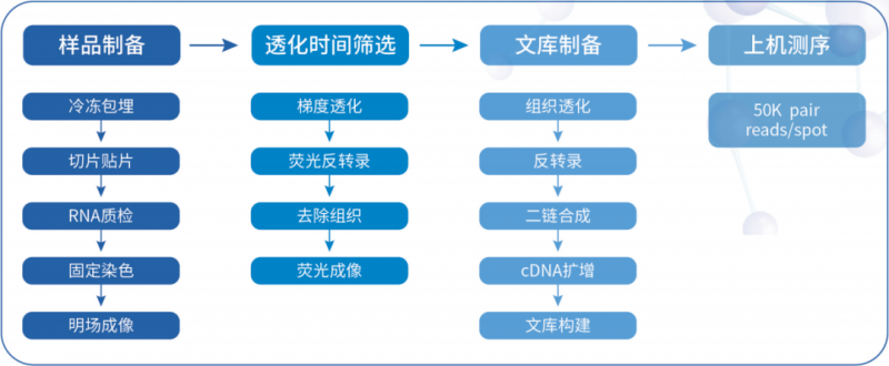 伯豪生物空間轉(zhuǎn)錄組測(cè)序流程