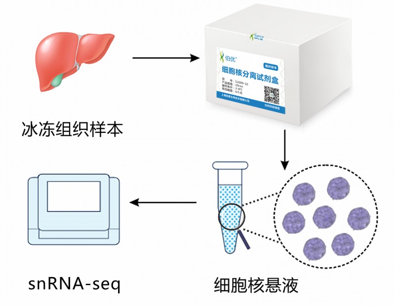伯豪生物單細胞核轉(zhuǎn)錄組測序科研流程圖