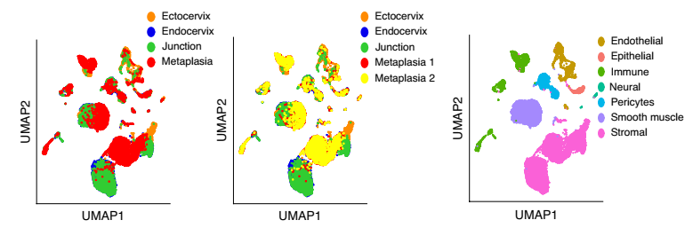 健康小鼠宮頸外，宮頸內，過渡區和 VA 缺乏引起的鱗狀化生的 scRNA-seq