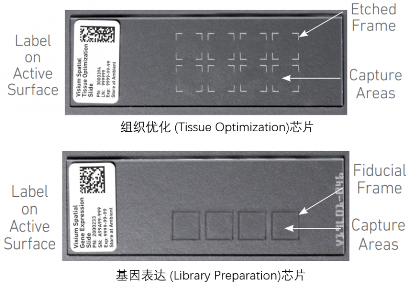 10X 空間轉錄組測序兩種芯片