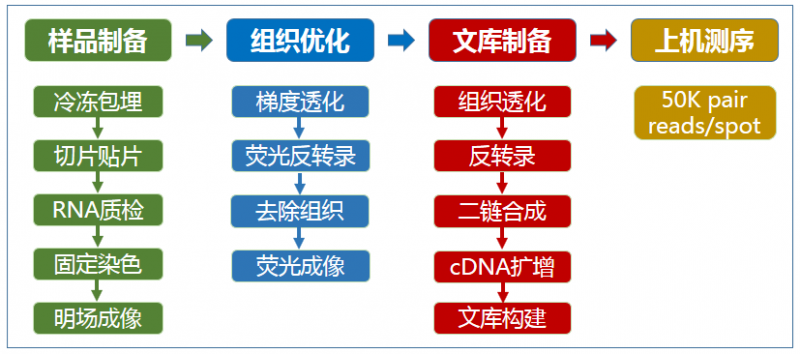 空間轉錄組測序實驗流程