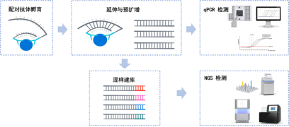 Olink 實驗原理圖 