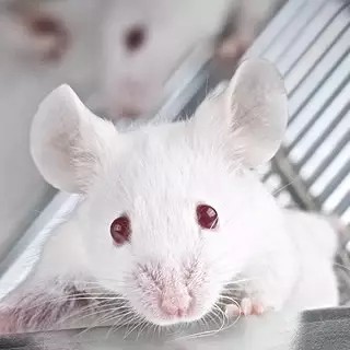 模式生物外顯子組測序設計