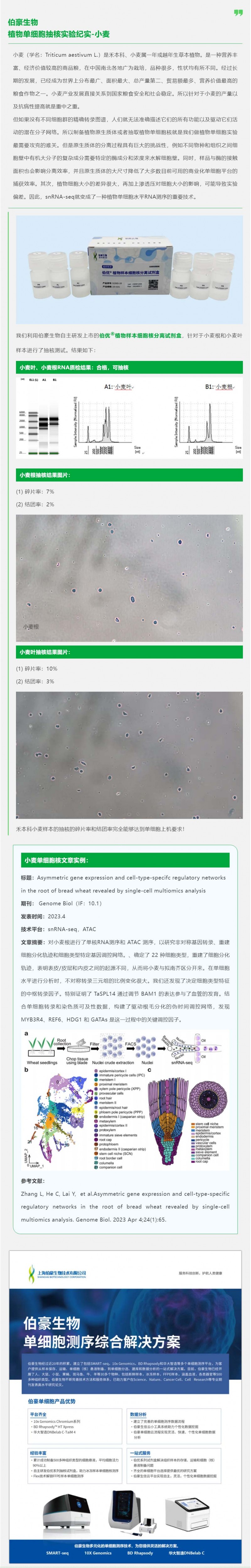 伯豪生物植物單細胞抽核實驗紀實 - 小麥